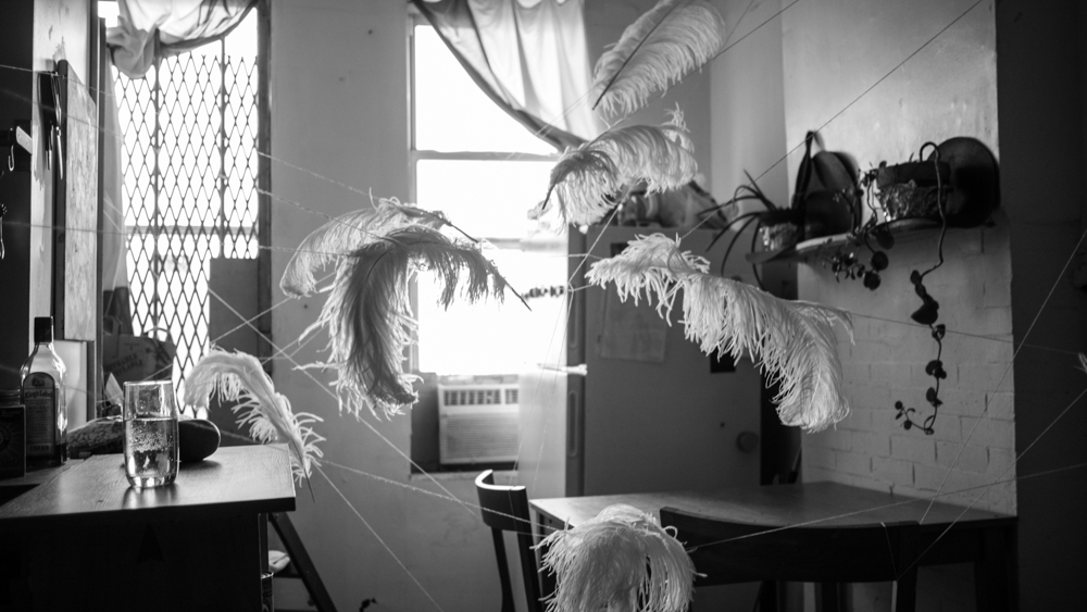feathers installation art