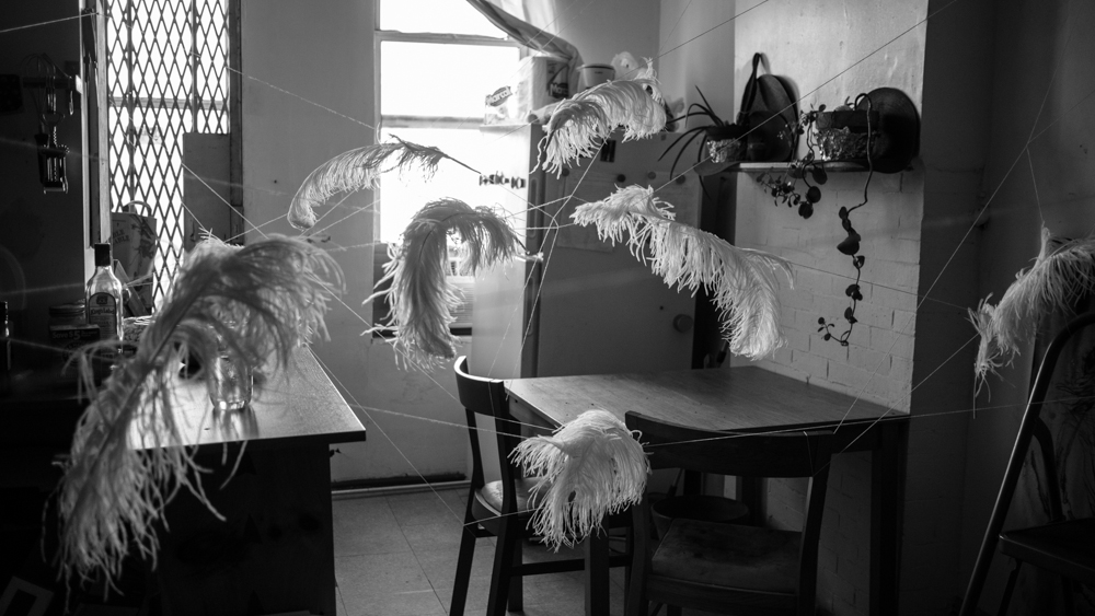 feathers installation art